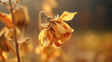 Closeup of a wilted flower, evidence of the disruption in pollination due to unstable weather patterns. photo