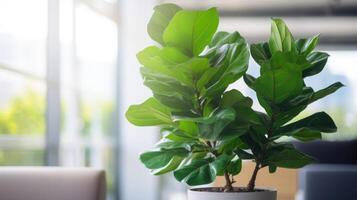 Closeup of a tall and leafy green fiddle leaf fig tree in a corner of an office. photo