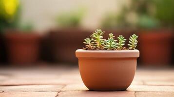 Closeup of a solitary bird perched on a terracotta planter, finding respite in the midst of an urban oasis. photo