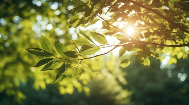 Closeup of the sun peeking through the leaves of a tree, casting intricate shadows and creating a serene environment for a relaxation app session in the park. photo