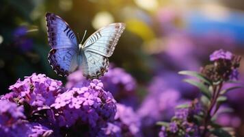 Closeup of a erfly perched on a purple erfly bush in an urban garden. photo