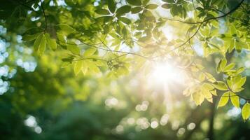 Closeup of a ray of sunshine filtering through the treetops, serving as a source of light and positivity during meditation. photo