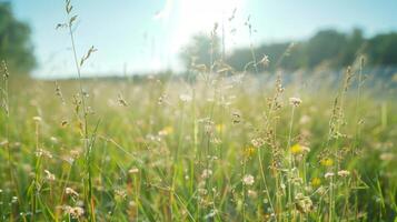 A grassland in the middle of summer buzzing with the sounds of crickets and insects. In the distance a of solar panels provide a source of renewable energy photo