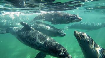 A group of marine animals swimming in the clear clean waters near the solarpowered desalination plant proof of its positive impact on the environment photo