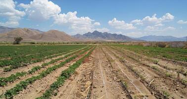 A beforeandafter photo of a dry barren field transformed into a flourishing farm thanks to the implementation of solarpowered irrigation