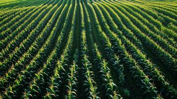 A lush field of corn planted in a checkerboard pattern has strategically p solar panels powering the irrigation system and farm equipment photo