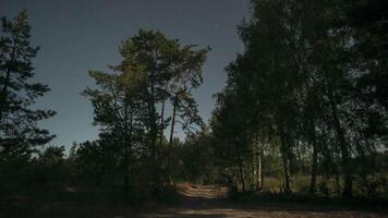 A tranquil forest path is visible at night, surrounded by towering trees under a clear starlit sky in Moonlit night, creating a peaceful atmosphere in nature. Time lapse video