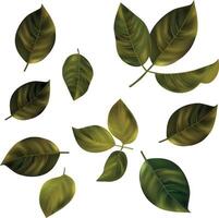 a set of green leaves on a white background vector