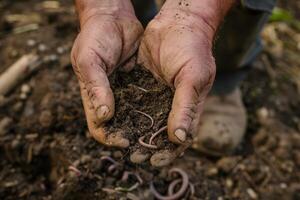 A Close Up of Hands Holding a Soil Sample with Earthworms photo