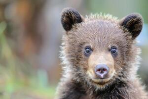 Innocent Expression A Baby Bear's Face photo