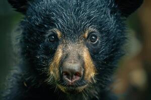 Fluffy and Cute The Face of a Baby Bear photo