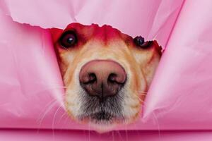 Adorable Dog Nose Peeking Out from Pink Paper photo