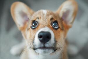 Close Up Portrait of a Very Cute Surprised Corgi Puppy photo