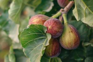 Ripe Fig Fruits with Lush Green Leaf photo