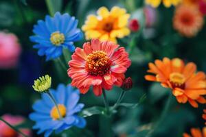 Small Flowers in Various Vibrant Colors photo