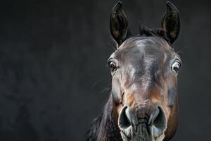 Dramatic Studio Portrait of a Horse with Shocked and Surprised Expression photo