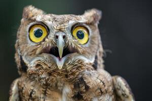 Studio Portrait of a Shocked Owl with Surprised Eyes photo