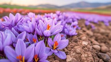 Fully grown saffron crocus flowers producing vibrant saffron blossoms. photo