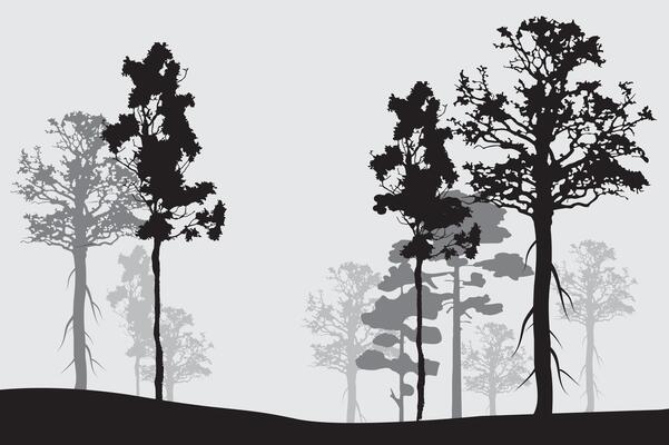 Forest silhouette trees