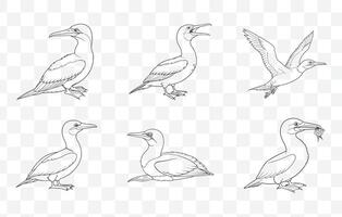 Gannet Line Art Set Featuring Detailed Illustrations of Seabirds in Various Poses and Flight Styles vector