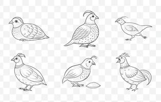 Print Quail Line Art Set Detailed Illustrations for Unique Quail Designs in High Quality vector