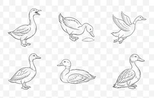 Duck Line Art Set with Various Poses and Detailed Illustrations for Creative Designs and Projects vector
