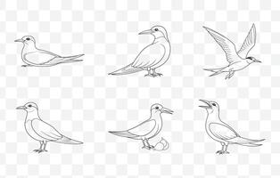 Tern Bird Line Art Set with Detailed Illustrations of Elegant Seabirds in Various Poses and Styles vector