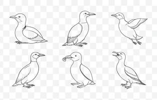 Print Guillemot Line Art Set Featuring Detailed Bird Illustrations in Minimalist Design Perfect for Nature and Wildlife Art vector