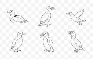 Comprehensive High Quality Razorbill Line Art Illustrations Collection of Seabird Graphics Set vector