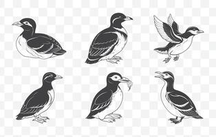 Print Murrelet Bird Line Art Set Illustrations of Murrelet in Minimalist Style for Graphic Design and Nature Projects vector