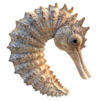 Sea Horse with Transparent Background A Detailed Look at the Intricate Anatomy of a Marine Animal, Isolated for Study png