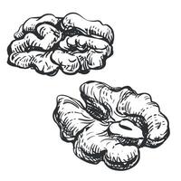 Walnut without shell, half of nut. hand drawn sketch on white background. Linear ink drawing for label template, packaging, farm product emblem. vector