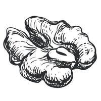 Walnut without shell, half of nut. hand drawn sketch on white background. Linear ink drawing for label template, packaging, farm product emblem. vector