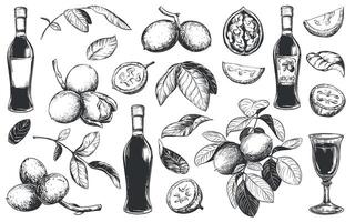 walnut in engraving technique. Unripe walnut seeds whole and halves, leaves and branches. Bottle of Italian liqueur Nocino, glass with aperitif. Linear sketch in black ink on white background. vector