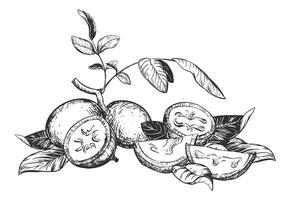 composition of walnut in engraving technique. Unripe walnut seeds whole and halves, leaves and branches lie on the table. Ingredient for Nocino liqueur. Linear sketch in black ink. vector