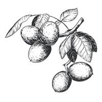 Line sketch of a walnut branch. Hand drawn ink drawing of nut. Branch with leaves and harvest. Healthy eating and diet. Outline illustration using engraving technique on a white background. vector