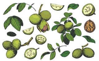 walnut in color engraving technique. Unripe walnut seeds whole and halves, leaves and branches. Clipart for Nocino liqueur label. Linear ink sketch. vector