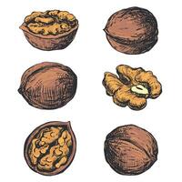Hand drawn sketch of walnuts illustration. Opened walnut kernel, shell sketch icons. Fresh organic products, oil. Colored drawing of a nut. Isolated on white background. vector