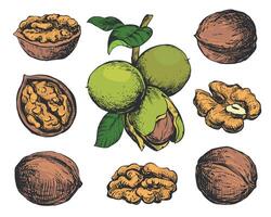 Hand drawn sketch illustration of walnuts. Open walnut kernel, branch with leaves and nuts. Colored engraving isolated on white background. Clipart set for organic food, oil, liqueur. vector