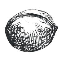 Walnut linear sketch. Hand drawn nut whole ripe. illustration in engraving style for label template, packaging, farm product emblem. vector