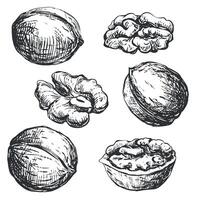 Hand drawn sketch of walnuts illustration. Set of open walnut kernel, whole walnut, shell sketch icon. Fresh organic food, oil. Black and white nut drawing. Isolated on white background. vector