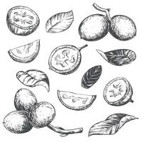 walnut in engraving technique. Unripe walnut seeds whole and halves, leaves and branch. Ingredient for Nocino liqueur. Linear ink sketch. vector