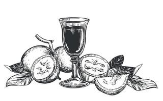 Walnut composition in engraving technique. Unripe walnut seeds whole and halves, leaves and branches. shot glass of Italian liqueur Nocino. Linear sketch in black ink on white background. vector