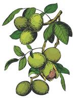 Walnuts hand drawn. Branch with leaves and ripe nuts. illustration in color engraving technique. Ingredient for nut paste, oil, Nocino liqueur. For packaging design. Linear ink drawing. vector