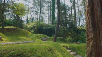 Serene Forest Landscape with Stone Steps video