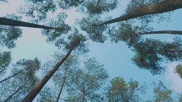 Looking Up at Tall Pine Trees in a Clear Sky video
