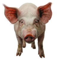 Pig full body view from front png