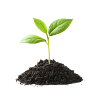 Single Green Leaf Sprouting from a Pile of Soil png