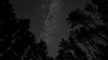 Experience the tranquility of a midnight forest as the Milky Way shines brightly overhead. Tall trees frame a breathtaking view of countless stars. video