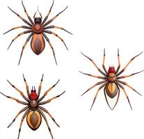 Three spiders showing different poses and colors vector